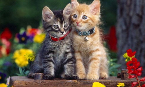 猪肉皮简单蒸法-蒸猪皮吃法网 - 猪皮蒸的家常做法,猪皮蒸的熟度标准